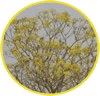 Fisionomias da Vegetação nas Sub-regiões do Pantanal Brasileiro