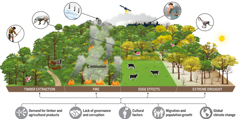 Infográfico Artigo Science sobre forçantes e impactos no processo de degradação florestal na Amazônia