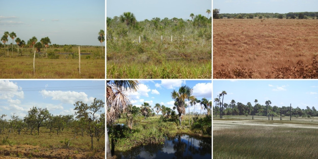 Tipos de vegetação não florestal observados no estado de Roraima, Brasil. Imagens: Cassiano G. Messias.