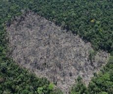 Local 2 - Desmatamento corte raso detectado em imagem Sentinel 1 e apontada pelo DETER Local 2 - Desmatamento corte raso detectado em imagem Sentinel 1 e apontada pelo DETER