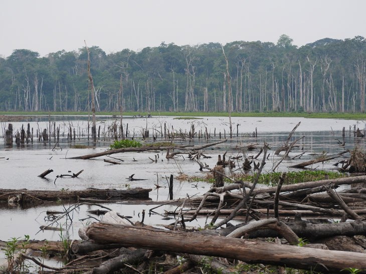 Desmatamento na Amazônia