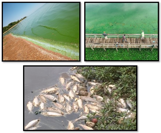 Ocorrência de floração de algas nos reservatórios do Tietê e consequências nas comunidades locais