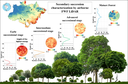 Dados Full-Waveform - LiDAR no estudo de sucessões secundárias na Amazônia